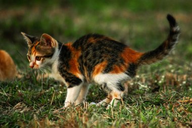 Bir yavru kedi çimenleri keşfediyor, çiçekleri kokluyor ve çimenlere dokunuyor.