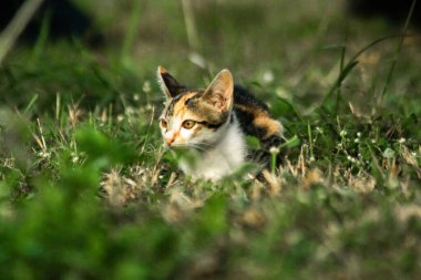Bir yavru kedi çimenleri keşfediyor, çiçekleri kokluyor ve çimenlere dokunuyor.