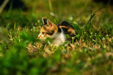 Bir yavru kedi çimenleri keşfediyor, çiçekleri kokluyor ve çimenlere dokunuyor.