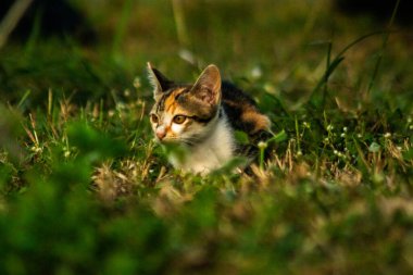 Bir yavru kedi çimenleri keşfediyor, çiçekleri kokluyor ve çimenlere dokunuyor.