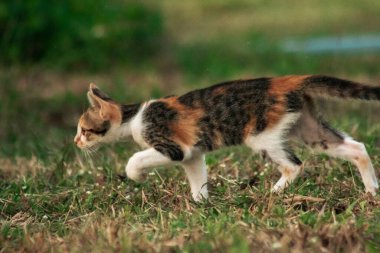 Bir yavru kedi çimenleri keşfediyor, çiçekleri kokluyor ve çimenlere dokunuyor.