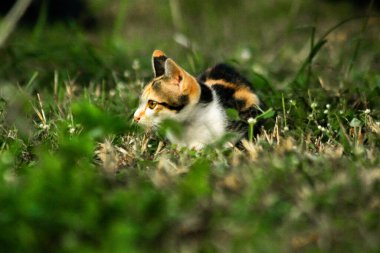 Bir yavru kedi çimenleri keşfediyor, çiçekleri kokluyor ve çimenlere dokunuyor.