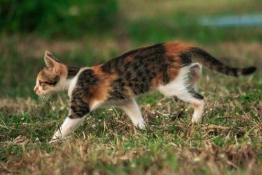 Bir yavru kedi çimenleri keşfediyor, çiçekleri kokluyor ve çimenlere dokunuyor.