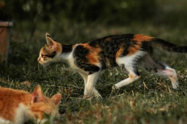 Bir yavru kedi çimenleri keşfediyor, çiçekleri kokluyor ve çimenlere dokunuyor.