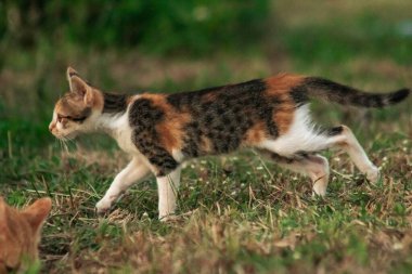 Bir yavru kedi çimenleri keşfediyor, çiçekleri kokluyor ve çimenlere dokunuyor.