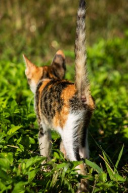 Bir yavru kedi çimenleri keşfediyor, çiçekleri kokluyor ve çimenlere dokunuyor.