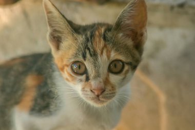 Bir yavru kedi dikkatle bir şeye bakıyor.