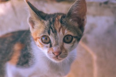 Bir yavru kedi dikkatle bir şeye bakıyor.