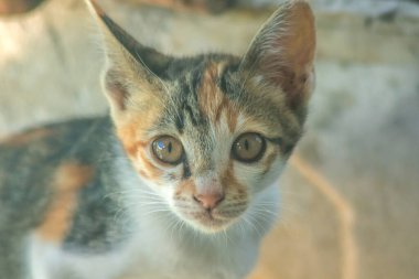 Bir yavru kedi dikkatle bir şeye bakıyor.