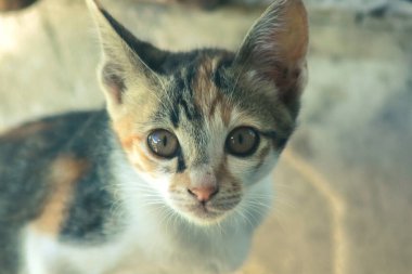 Bir yavru kedi dikkatle bir şeye bakıyor.