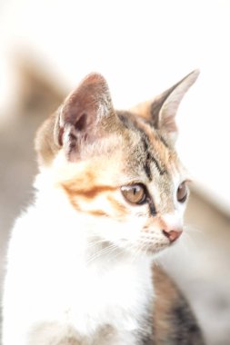 Bir yavru kedi dikkatle bir şeye bakıyor.