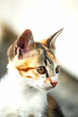 Bir yavru kedi dikkatle bir şeye bakıyor.