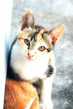 Bir yavru kedi dikkatle bir şeye bakıyor.