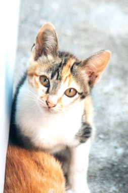 Bir yavru kedi dikkatle bir şeye bakıyor.