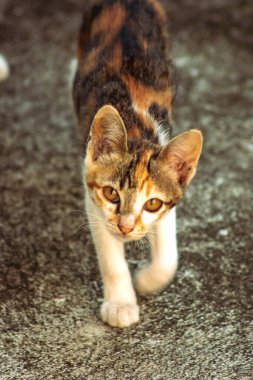 Bir yavru kedi dikkatle bir şeye bakıyor.