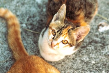 Bir yavru kedi dikkatle bir şeye bakıyor.