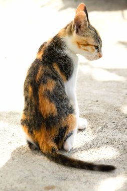 Bir yavru kedi dikkatle bir şeye bakıyor.