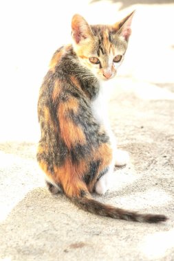 Bir yavru kedi dikkatle bir şeye bakıyor.