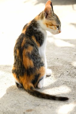 Bir yavru kedi dikkatle bir şeye bakıyor.