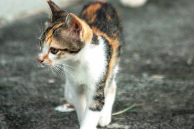 Bir yavru kedi dikkatle bir şeye bakıyor.