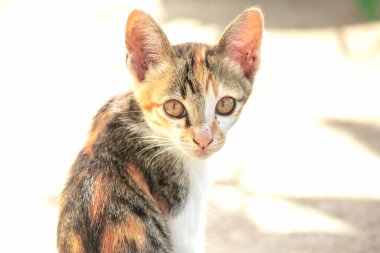 Bir yavru kedi dikkatle bir şeye bakıyor.