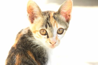 Bir yavru kedi dikkatle bir şeye bakıyor.