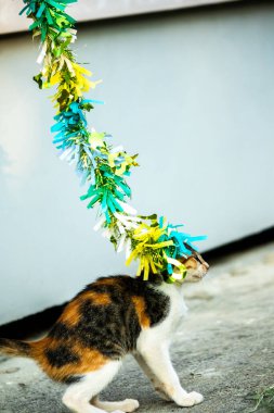 Yavru kedinin kanat çırpan kurdeleyi gözlemlemesi yavru kedinin saldırma arzusunu harekete geçirdi.