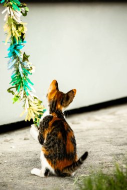 Yavru kedinin kanat çırpan kurdeleyi gözlemlemesi yavru kedinin saldırma arzusunu harekete geçirdi.