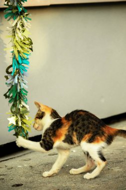 Yavru kedinin kanat çırpan kurdeleyi gözlemlemesi yavru kedinin saldırma arzusunu harekete geçirdi.