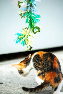 Yavru kedinin kanat çırpan kurdeleyi gözlemlemesi yavru kedinin saldırma arzusunu harekete geçirdi.