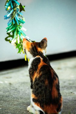 Yavru kedinin kanat çırpan kurdeleyi gözlemlemesi yavru kedinin saldırma arzusunu harekete geçirdi.