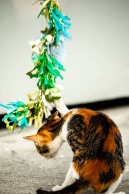 Yavru kedinin kanat çırpan kurdeleyi gözlemlemesi yavru kedinin saldırma arzusunu harekete geçirdi.