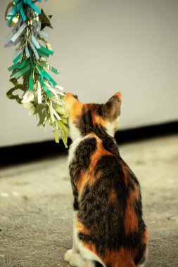 Yavru kedinin kanat çırpan kurdeleyi gözlemlemesi yavru kedinin saldırma arzusunu harekete geçirdi.