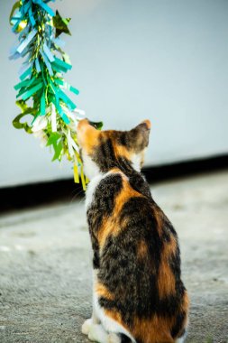 Yavru kedinin kanat çırpan kurdeleyi gözlemlemesi yavru kedinin saldırma arzusunu harekete geçirdi.
