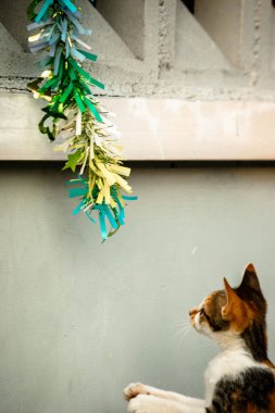 Yavru kedinin kanat çırpan kurdeleyi gözlemlemesi yavru kedinin saldırma arzusunu harekete geçirdi.