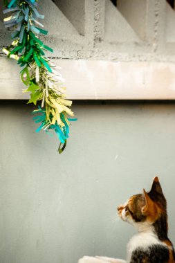 Yavru kedinin kanat çırpan kurdeleyi gözlemlemesi yavru kedinin saldırma arzusunu harekete geçirdi.