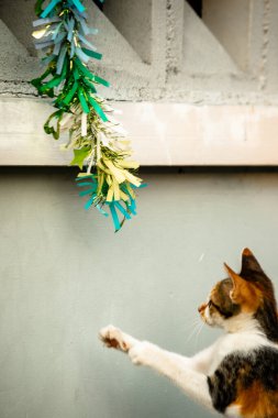 Yavru kedinin kanat çırpan kurdeleyi gözlemlemesi yavru kedinin saldırma arzusunu harekete geçirdi.
