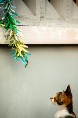 Yavru kedinin kanat çırpan kurdeleyi gözlemlemesi yavru kedinin saldırma arzusunu harekete geçirdi.