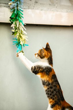 Yavru kedinin kanat çırpan kurdeleyi gözlemlemesi yavru kedinin saldırma arzusunu harekete geçirdi.