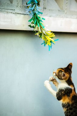 Yavru kedinin kanat çırpan kurdeleyi gözlemlemesi yavru kedinin saldırma arzusunu harekete geçirdi.