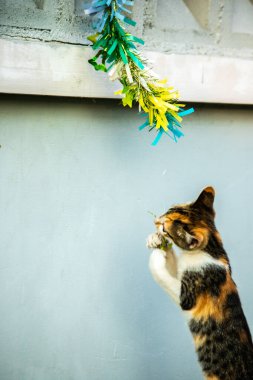 Yavru kedinin kanat çırpan kurdeleyi gözlemlemesi yavru kedinin saldırma arzusunu harekete geçirdi.
