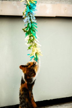 Yavru kedinin kanat çırpan kurdeleyi gözlemlemesi yavru kedinin saldırma arzusunu harekete geçirdi.