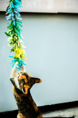 Yavru kedinin kanat çırpan kurdeleyi gözlemlemesi yavru kedinin saldırma arzusunu harekete geçirdi.