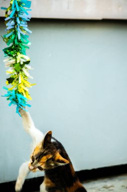 Yavru kedinin kanat çırpan kurdeleyi gözlemlemesi yavru kedinin saldırma arzusunu harekete geçirdi.