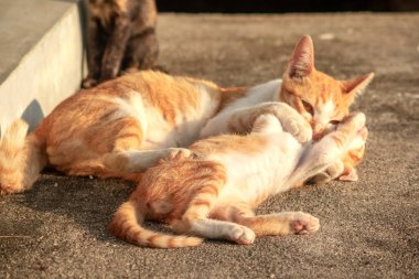 Birbirleriyle oynayan kedi yavruları hareketlerde hız ve çeviklik geliştirmeye yardımcı olur.