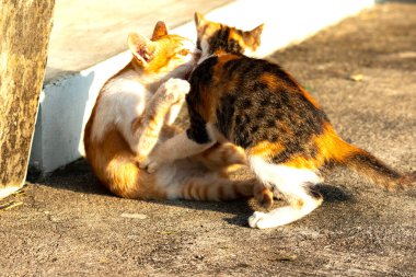 Birbirleriyle oynayan kedi yavruları hareketlerde hız ve çeviklik geliştirmeye yardımcı olur.