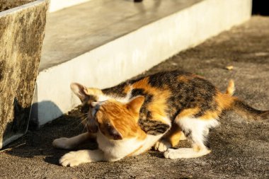Birbirleriyle oynayan kedi yavruları hareketlerde hız ve çeviklik geliştirmeye yardımcı olur.