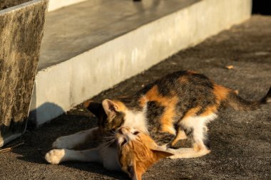 Birbirleriyle oynayan kedi yavruları hareketlerde hız ve çeviklik geliştirmeye yardımcı olur.