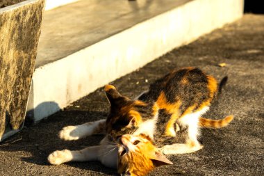 Birbirleriyle oynayan kedi yavruları hareketlerde hız ve çeviklik geliştirmeye yardımcı olur.
