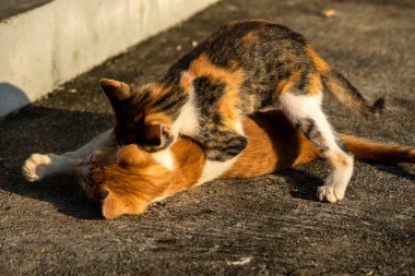 Birbirleriyle oynayan kedi yavruları hareketlerde hız ve çeviklik geliştirmeye yardımcı olur.